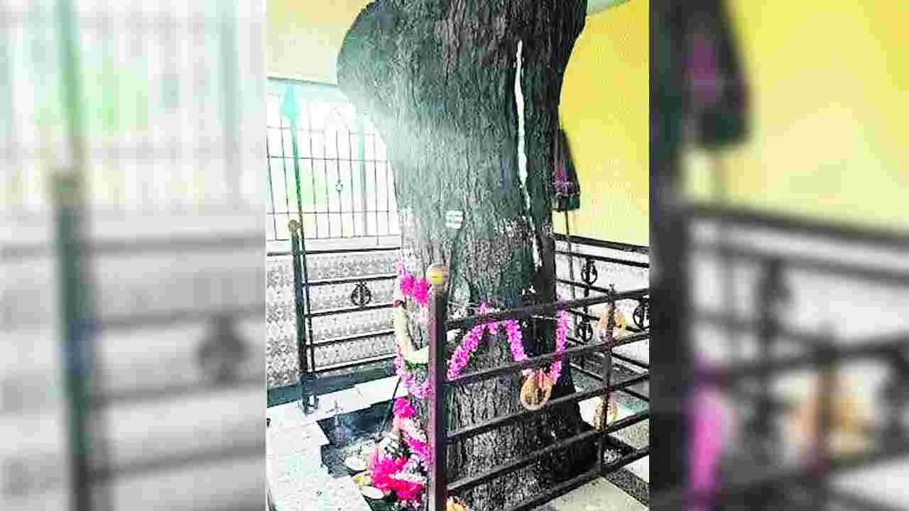 Chennai: వేప చెట్టు నుంచి పాలు.. భక్తుల పరవశం