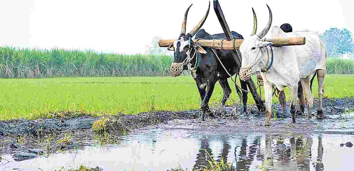 Agriculture Sector : 1.52 లక్షల కోట్లతో వ్యవసాయానికి భారీ ఊతం