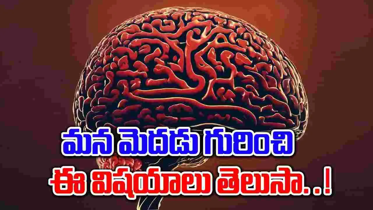 Human brain : మానవ మెదడు గురించి ఈ ఆసక్తికరమైన విషయాలు తెలుసా..!