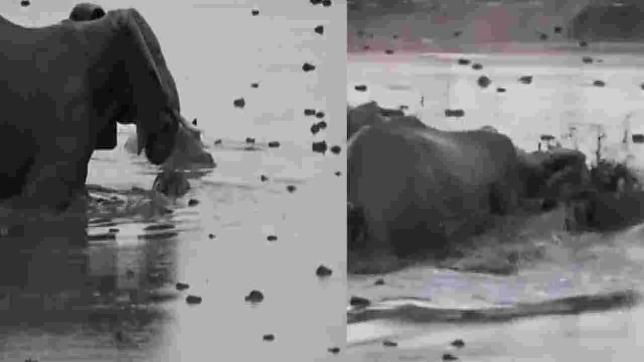 Viral Video: పిల్లతో కలిసి నదిలోకి దిగిన తల్లి ఏనుగు.. సడన్‌గా హిప్పోల రాకతో మారిన సీన్.. చివరకు.. 