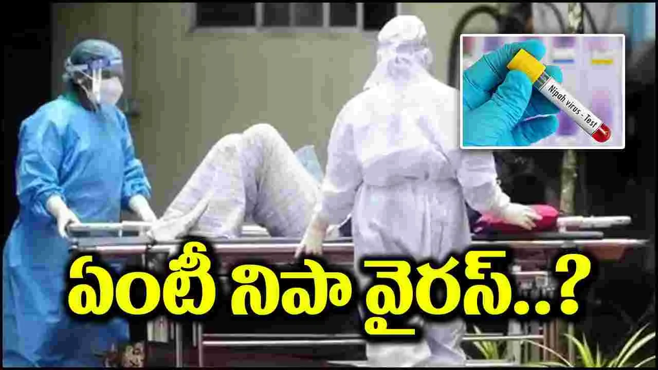 Nipah Virus: విజృంభిస్తున్న నిపా.. అసలేంటీ వైరస్.. ఎలా వస్తుంది.. దీని లక్షణాలేంటి?