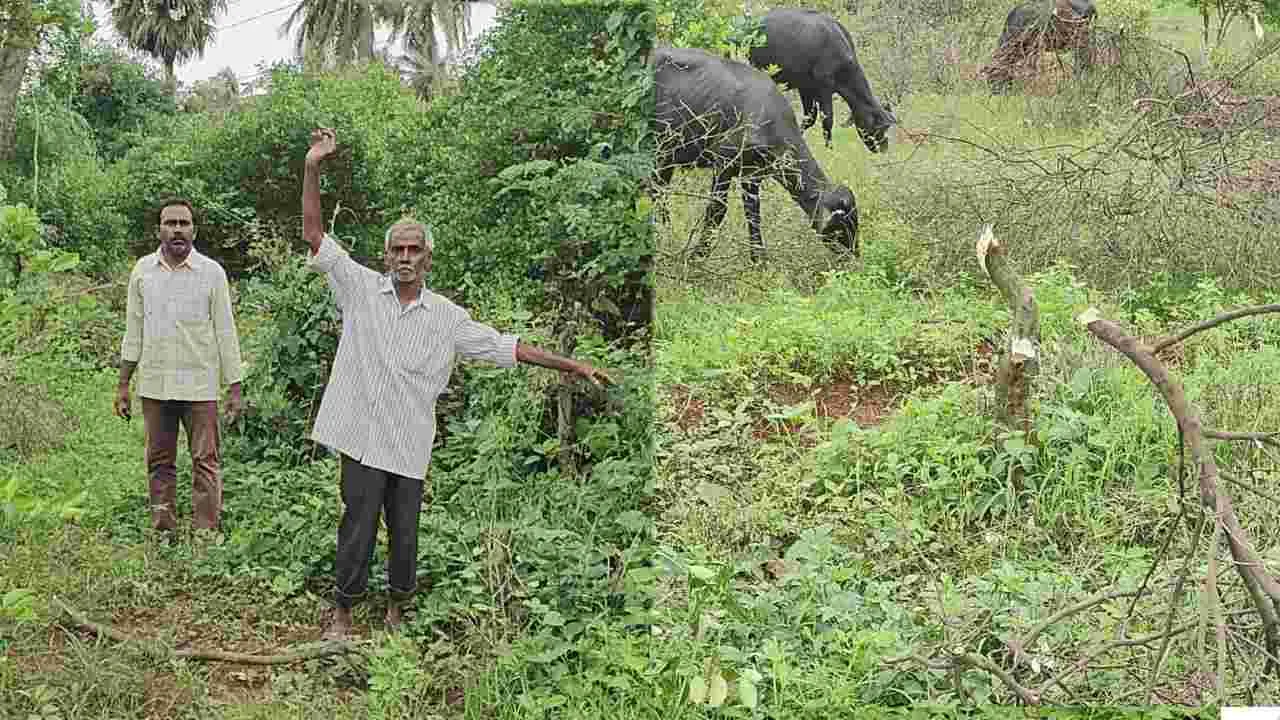 AP News: ఎంతటి దుర్మార్గం... పొలం కౌలుకు తీసుకుని రైతునే గెంటేసిన వైసీపీ నేత