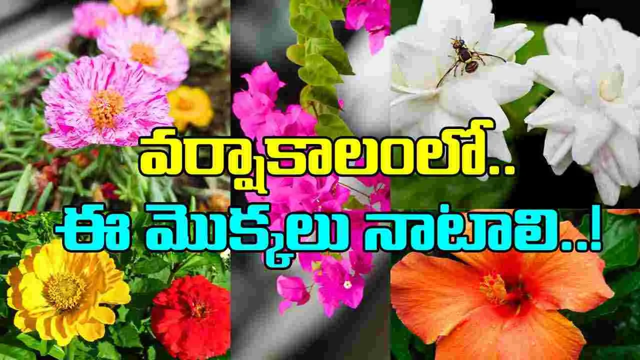 Gardening Tips: వర్షాకాలంలో ఈ పూల మొక్కలు నాటండి.. తోట కళకళలాడుతుంది..!