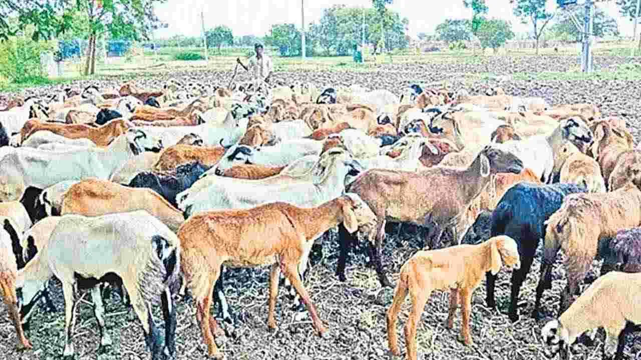 Sheep Scam: మరోసారి ఏసీబీ ముందుకు గొర్రెల స్కామ్‌లో మోసపోయిన ఏపీ రైతులు