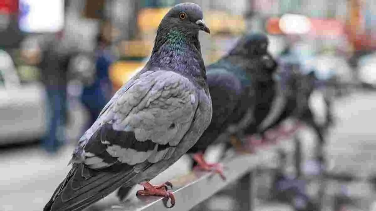 Pigeons: పావురాలతో ఇంత డేంజరా.. బాలుడు ఆసుపత్రిపాలు