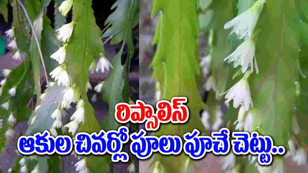 Lepisma flowers : పూలతోరణాలు కట్టినట్టుగా పూచే లెపిస్మా పూలు మినీ బ్రహ్మకమలాలే ..!