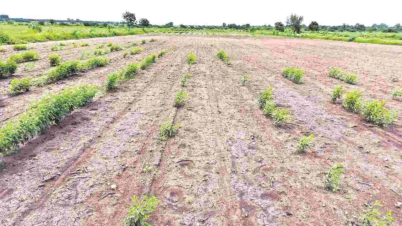 Chilli Farmer : విత్తును మింగిన వాన