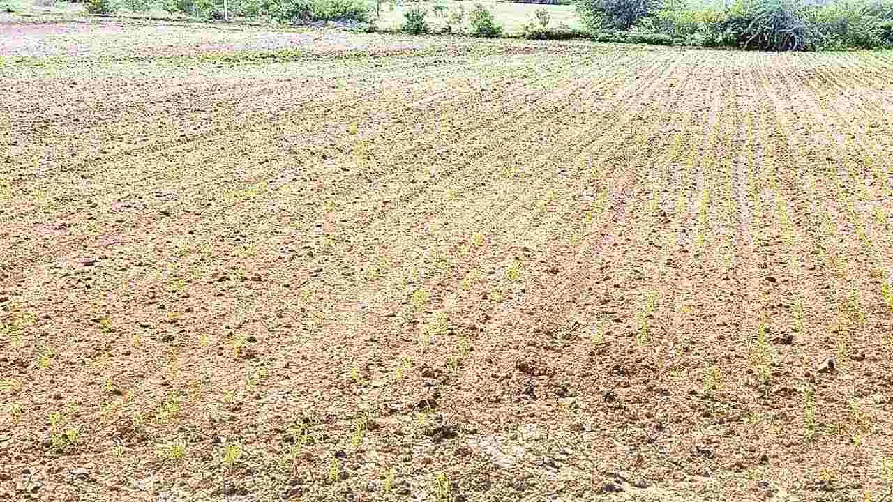 Alternative crops : ప్రత్యామ్నాయమూ అంతే..!