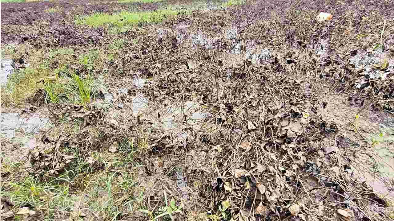 Crop Damage: నిండా ముంచిన వానలు..