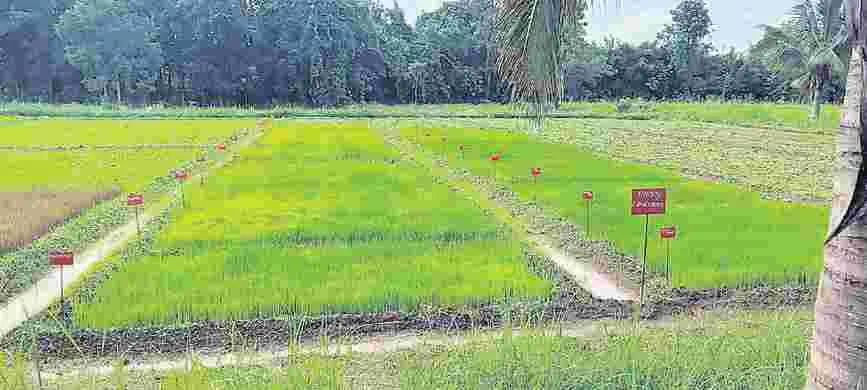 సంప్రదాయ వరి విత్తనాలకు పునరుజ్జీవం | Revival of traditional rice seeds