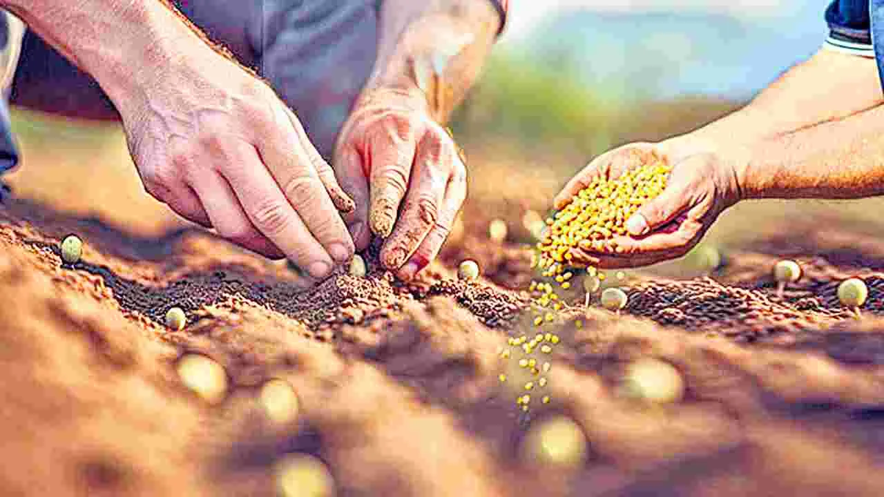 Seed Subsidies: విత్తన రాయితీలకు మంగళం..