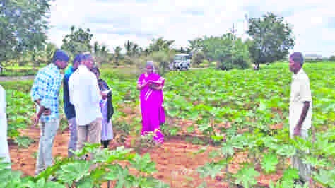 E CROP : ఈ-పంట నమోదు తప్పనిసరి