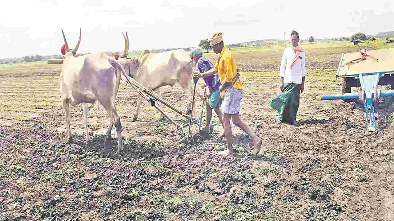 Farmers: పంటను దున్నేసిన రైతులు 