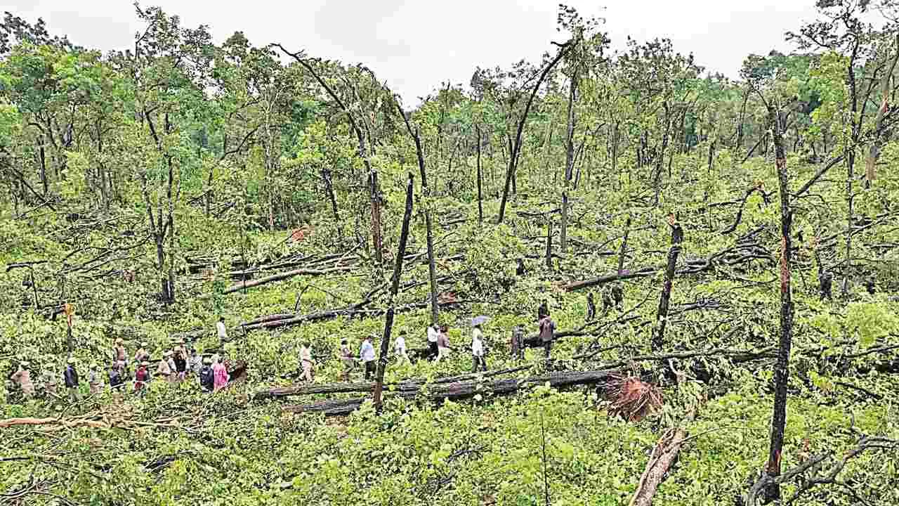 Mulugu: ఏటూరునాగారంలోనూ వేలాది వృక్షాల ధ్వంసం