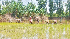 ఖరీఫ్‌ కష్టాలు 