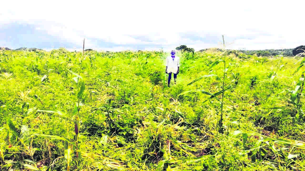 MAIZE CROP : మొక్కజొన్న పంటపై అడవి పందుల దాడి 