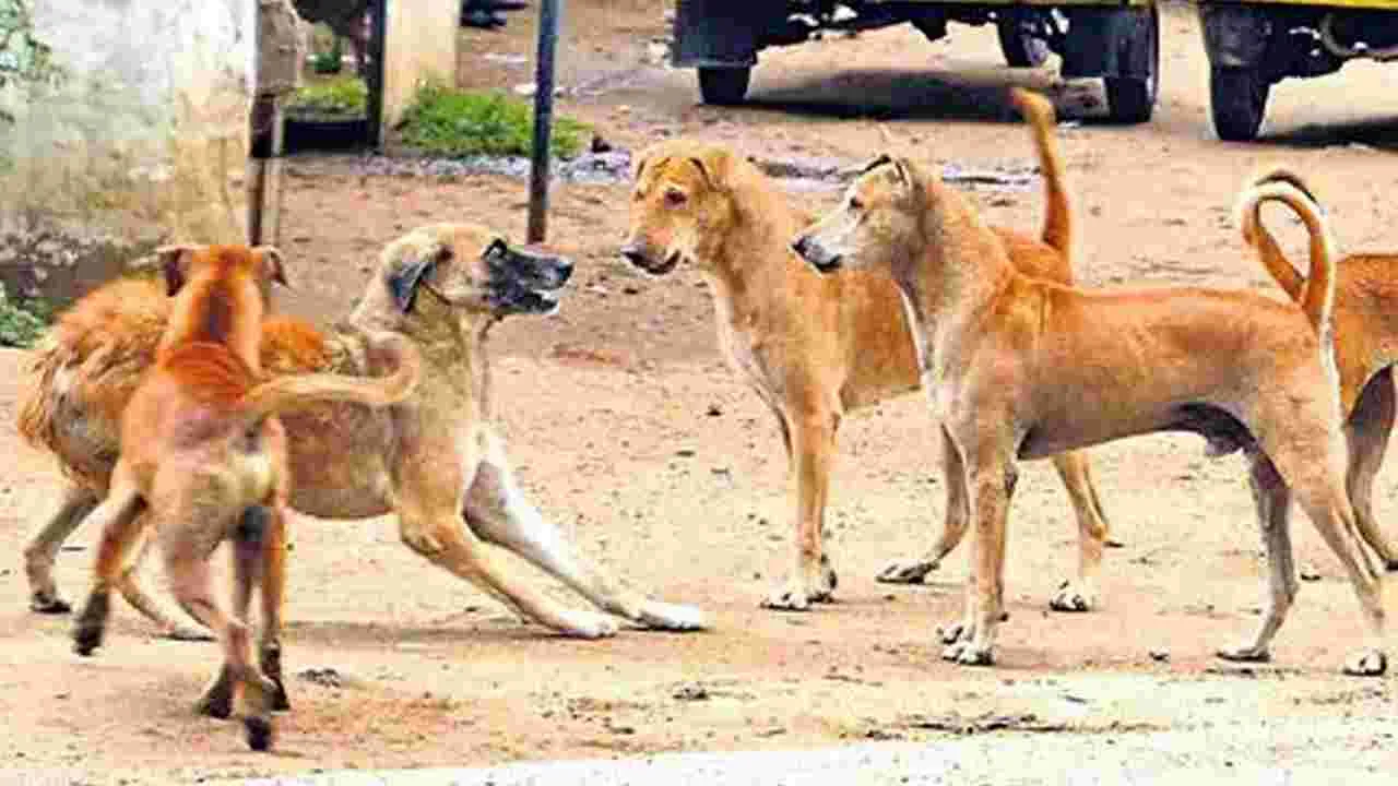 Warangal: అయ్యో పాపం.. పసికందు