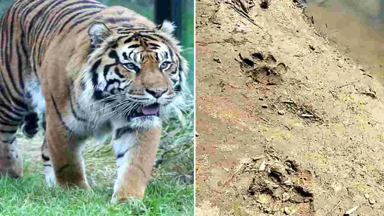 Tiger Footprints: ఆసిఫాబాద్‌ జిల్లాలో పులి సంచారం