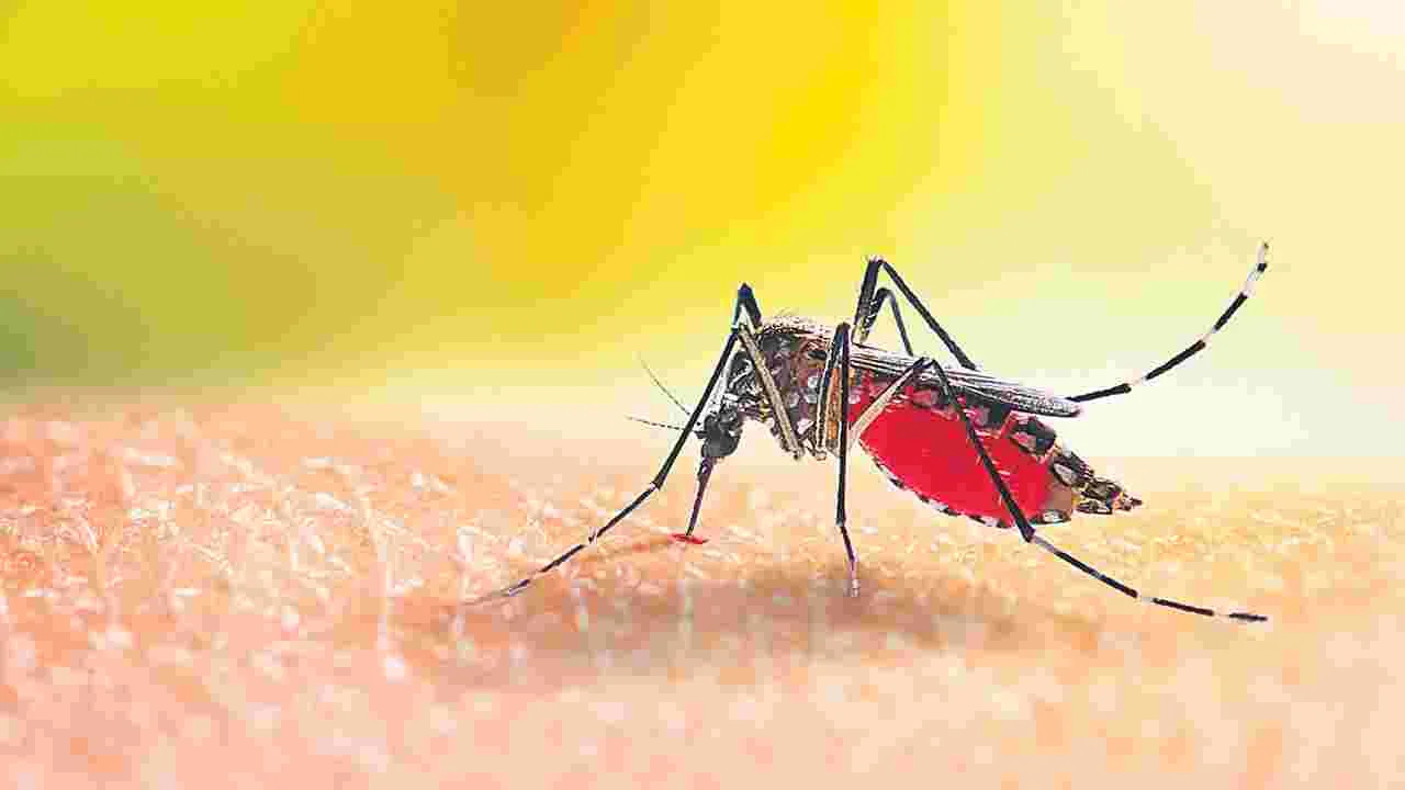 Dengue: డెంగీ డేంజర్‌ బెల్స్‌ 5,200 కేసులు 8 నెలల్లో..