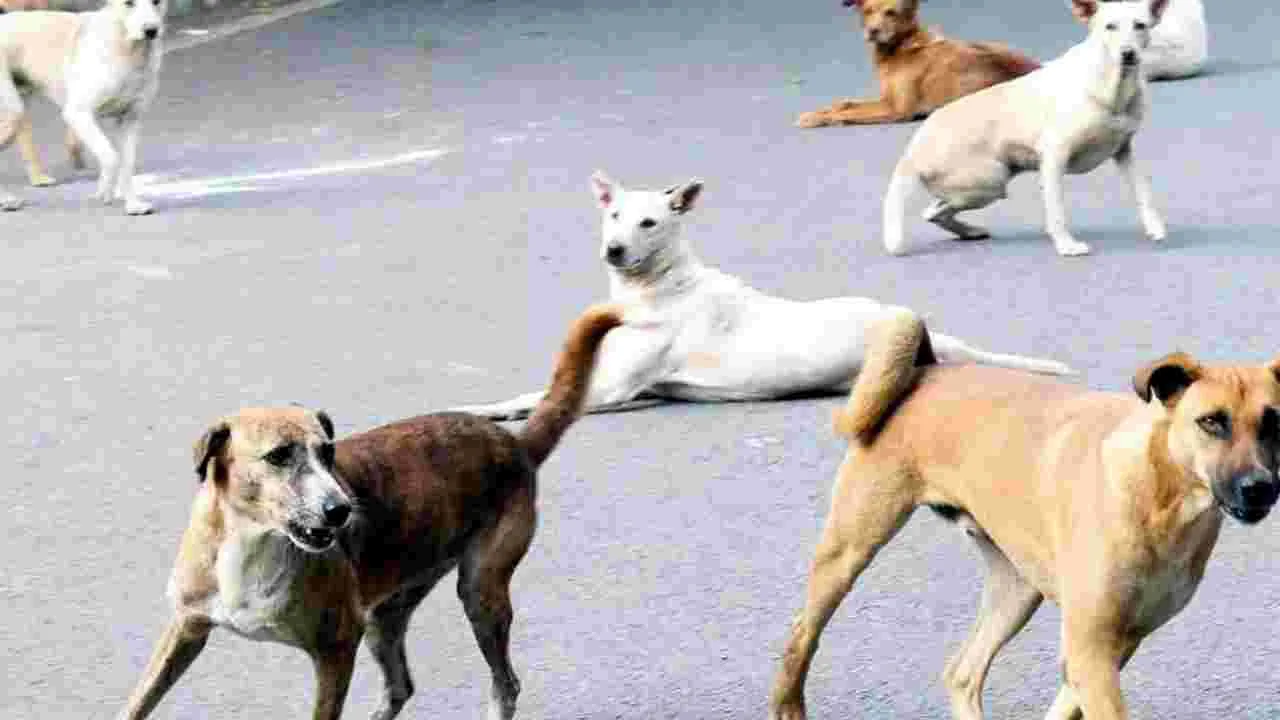 Stray Dogs: కుక్కలు బాబోయ్‌..