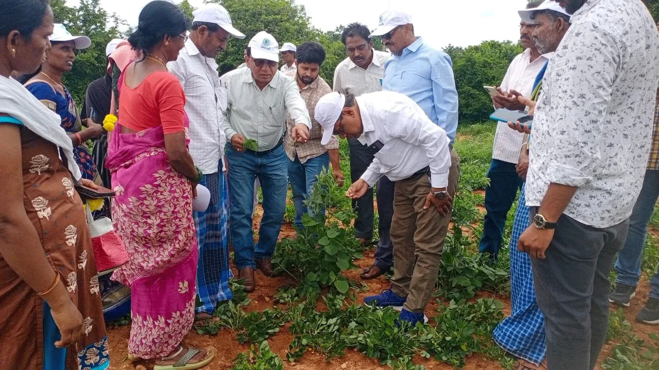 ఇండియా జీఏపీ సర్టిఫికేషనతో వేరుశనగకు మంచి ధర