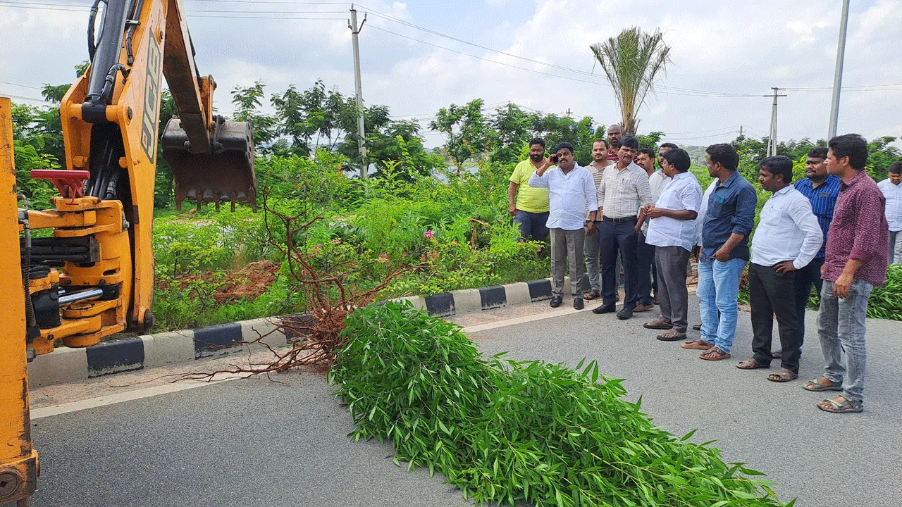  కోనో కార్పస్‌ చెట్ల తొలగింపు షురూ