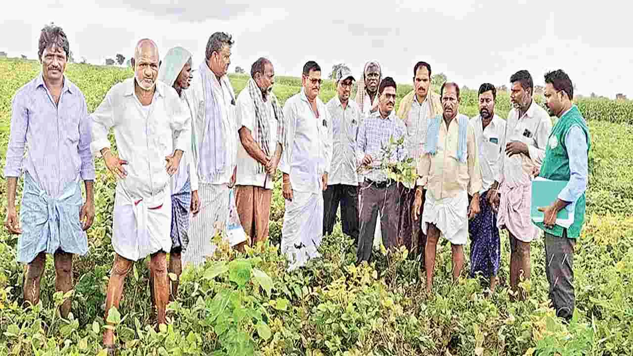 దెబ్బతిన్న పంటల పరిశీలన 