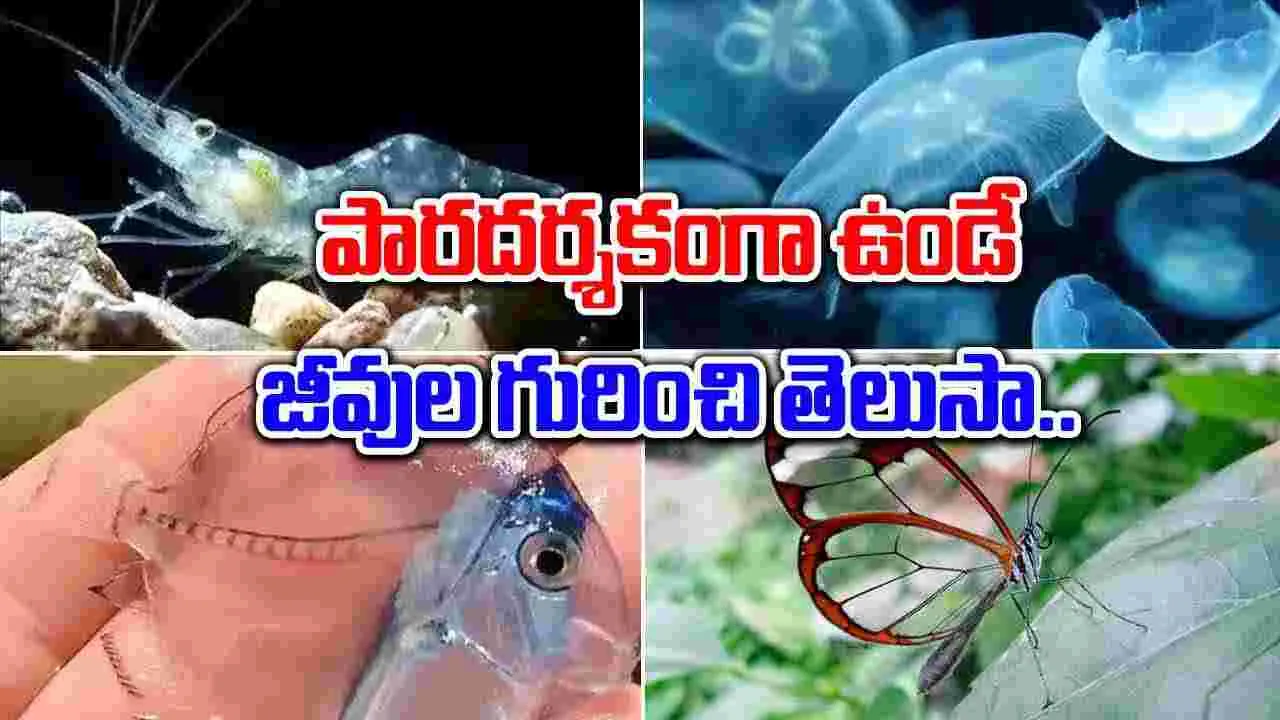 Viral Animals : పారదర్శకంగా కనిపించే జంతువులు ఇవే..!