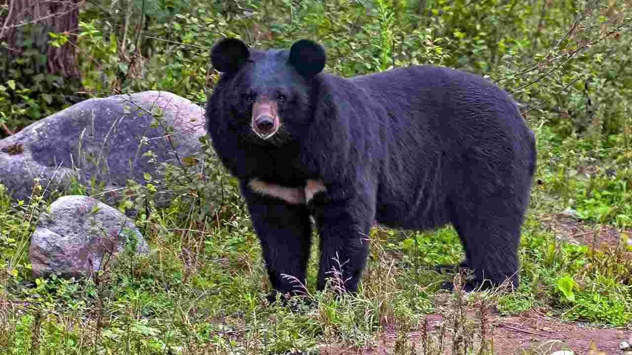 Bear Attack: పశువుల కాపరిపై దాడి చేసి..