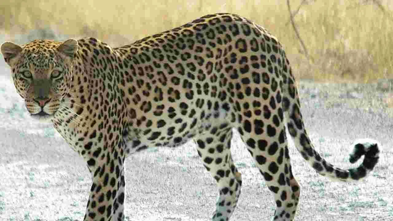 Leopard: లాలాచెరువులో చిరుతపులి సంచారం.. అప్రమత్తమైన అధికారులు..