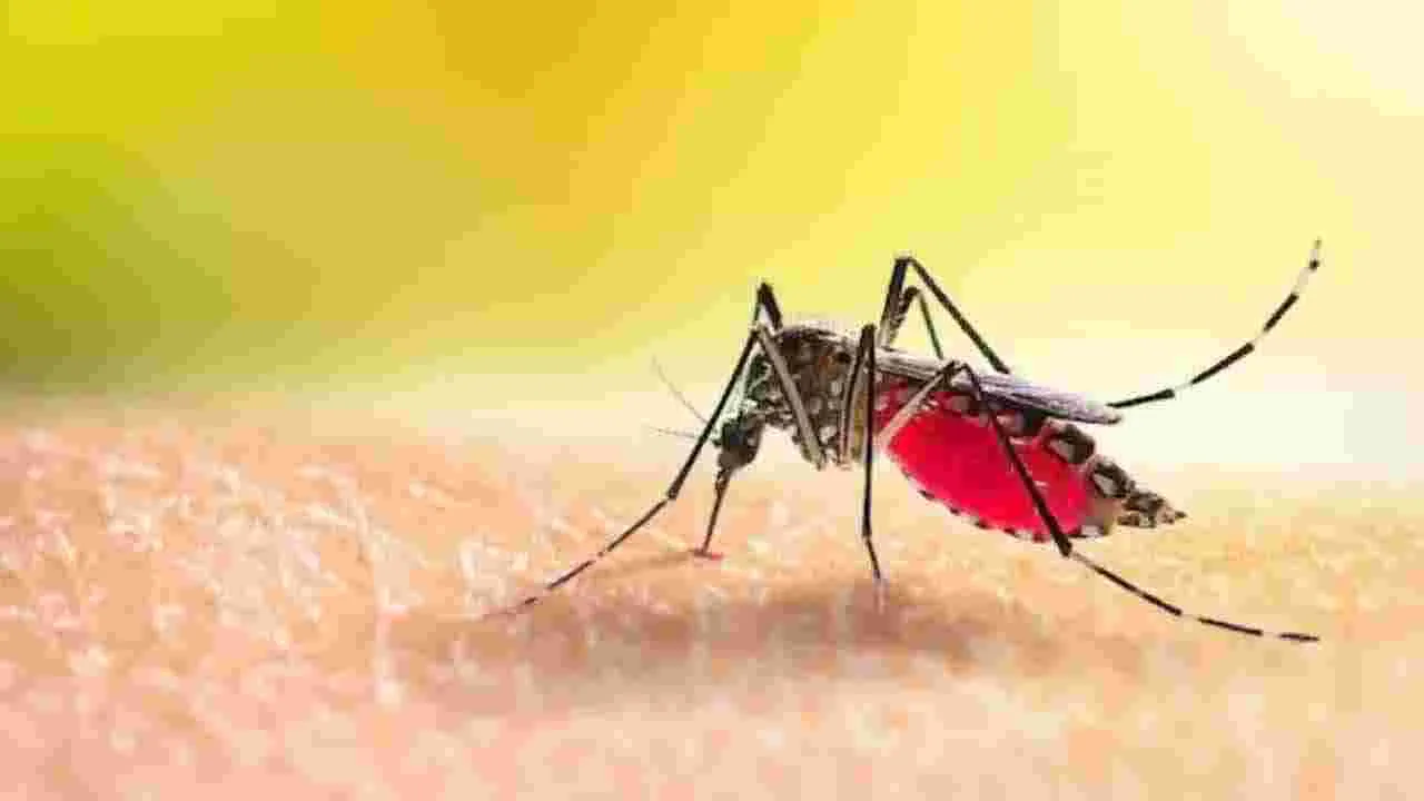 Dengue Fever: డెంగ్యూ .. ప్లాస్మా లీకేజీ.. జర జాగ్రత్త