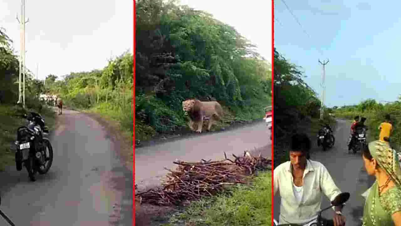 Viral Video: రోడ్డుపై ఠీవీగా నడుస్తున్న సింహం.. రెండు వైపులా మోహరించిన జనాలు.. చివరకు.. 