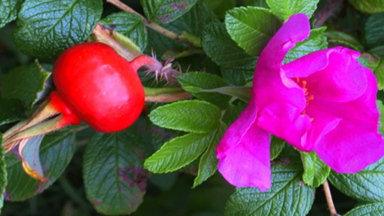 Superfood Rosehip : ఈ గులాబీ పండ్ల ఎప్పుడైనా తిన్నారా..!