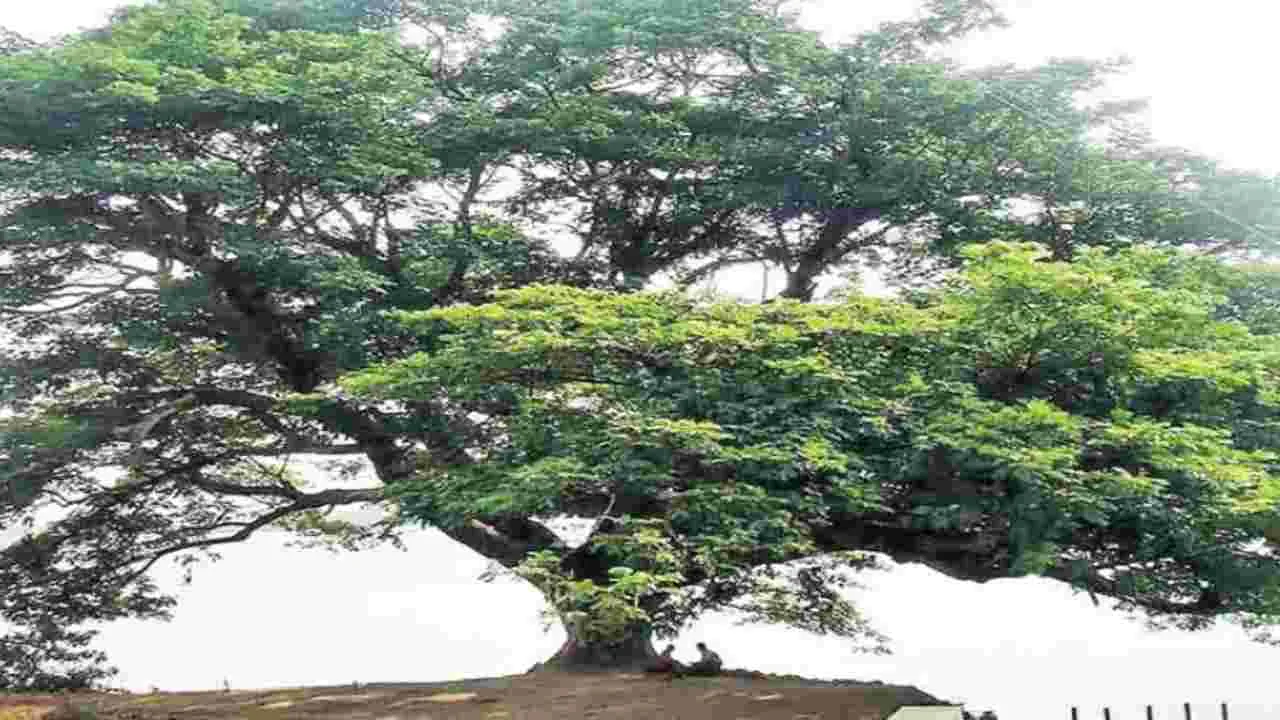 Tree fell down: నేలకూలిన 150ఏళ్ల నాటి చెట్టు.. దాని చరిత్ర తెలిస్తే షాకవ్వాల్సిందే..!