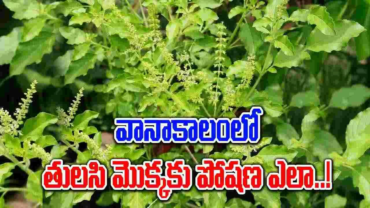 Tulasi Plant : వర్షాకాలంలో తులసి మొక్కను ఎలా పెంచాలో తెలుసా..!