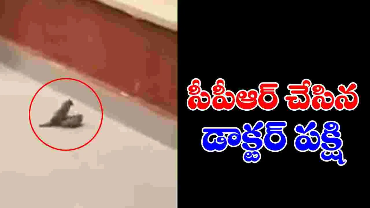 Watch Video: అద్భుతం.. నిర్జీవంగా పడిన పక్షిని సీపీఆర్‌తో కాపాడిన మరో పక్షి..