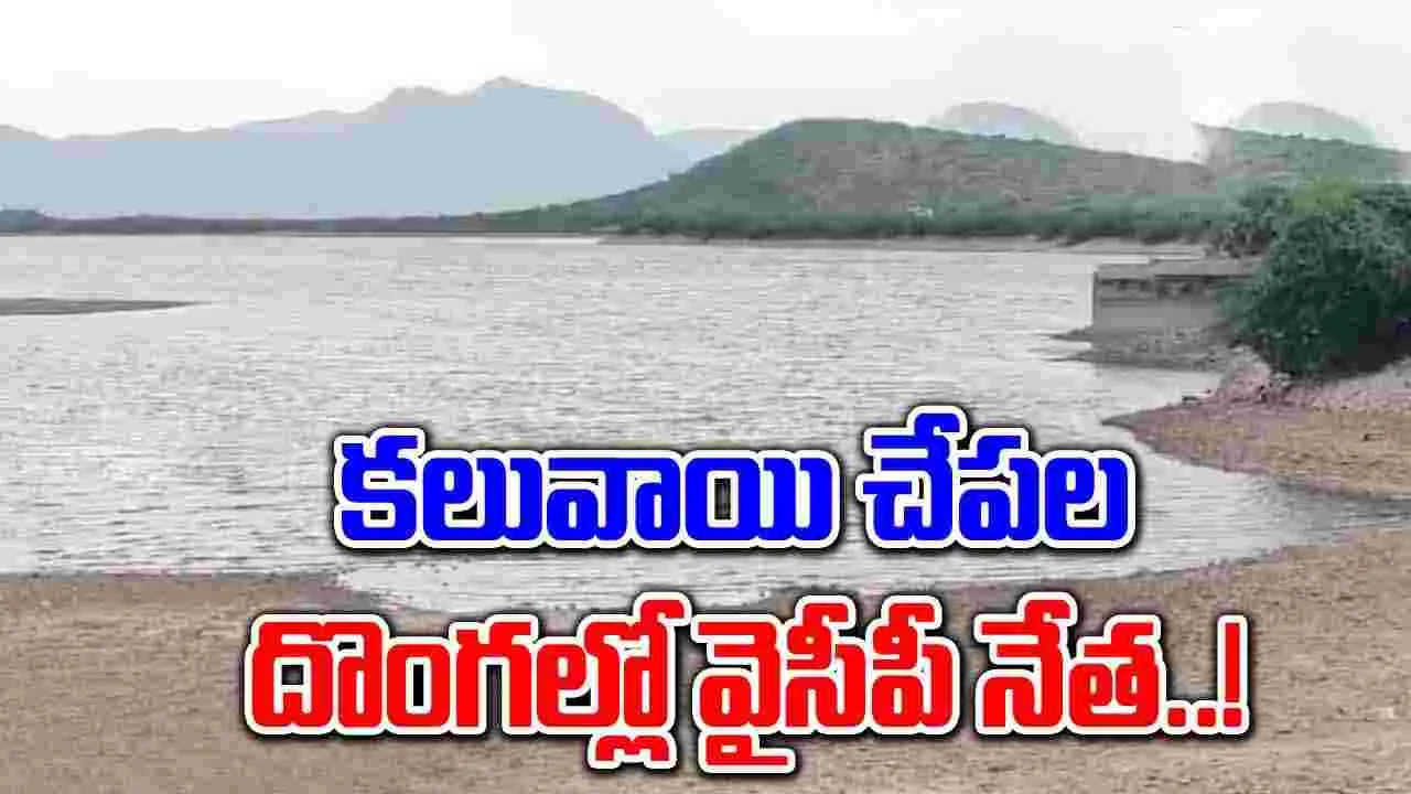 AP News: నెల్లూరు జిల్లాలో సంచలనం.. కలువాయి చేపల దొంగల్లో వైసీపీ నేత..!