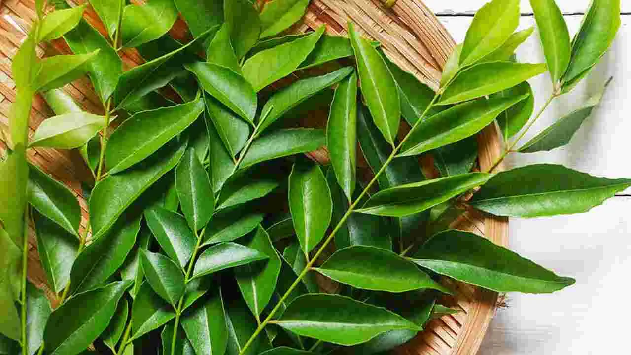 Curry leaves: కరివేపాకే కదా అని తీసి పడేస్తున్నారా? అయితే ఇవి తెలుసుకోండి..