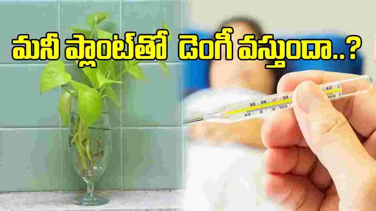 Money Plant Vs Dengue:  మనీ ప్లాంట్ అదృష్టాన్నే కాదు.. డెంగీని తెచ్చిపెడుతుంది.. ఈ నిజాలు తెలుసుకోండి..!