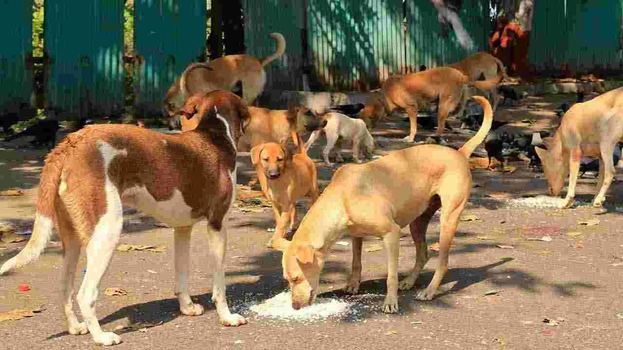 Dogs: గంటల వ్యవధిలో 28 మందిపై కుక్కల దాడి.. జంకుతున్న జనం