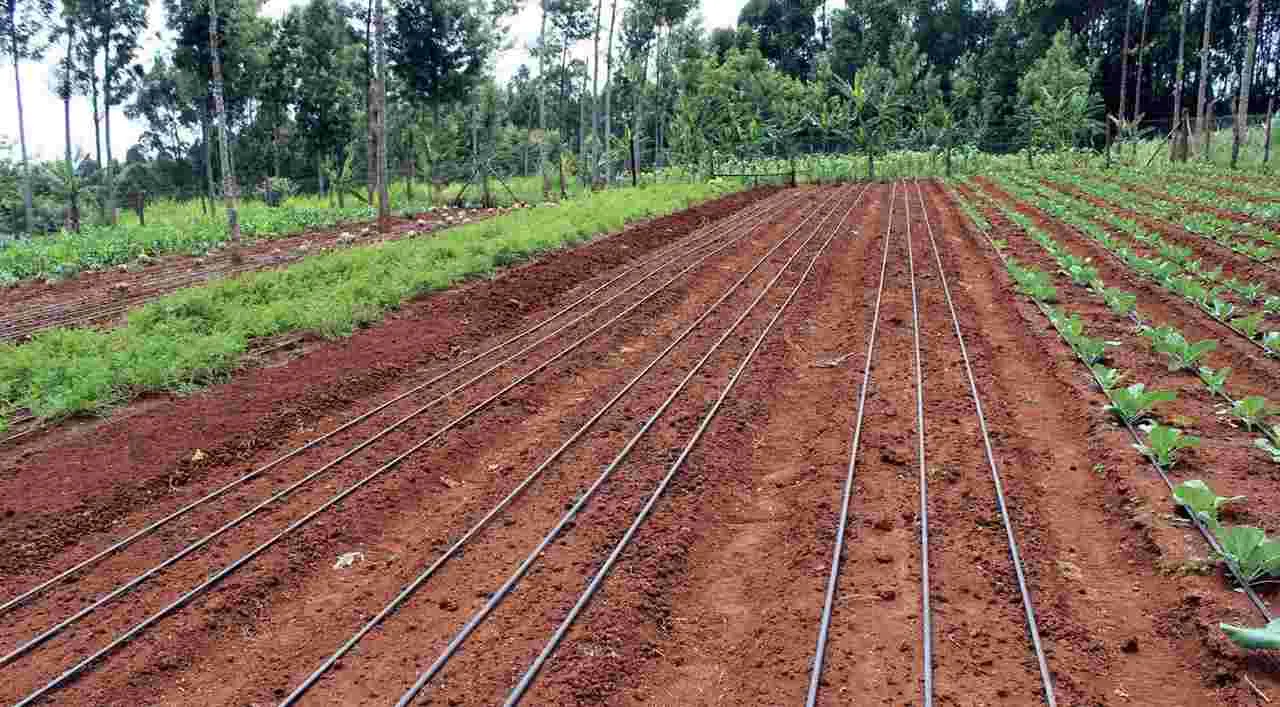 drip irrigation రైతుల చూపు బిందు సేద్యం వైపు 