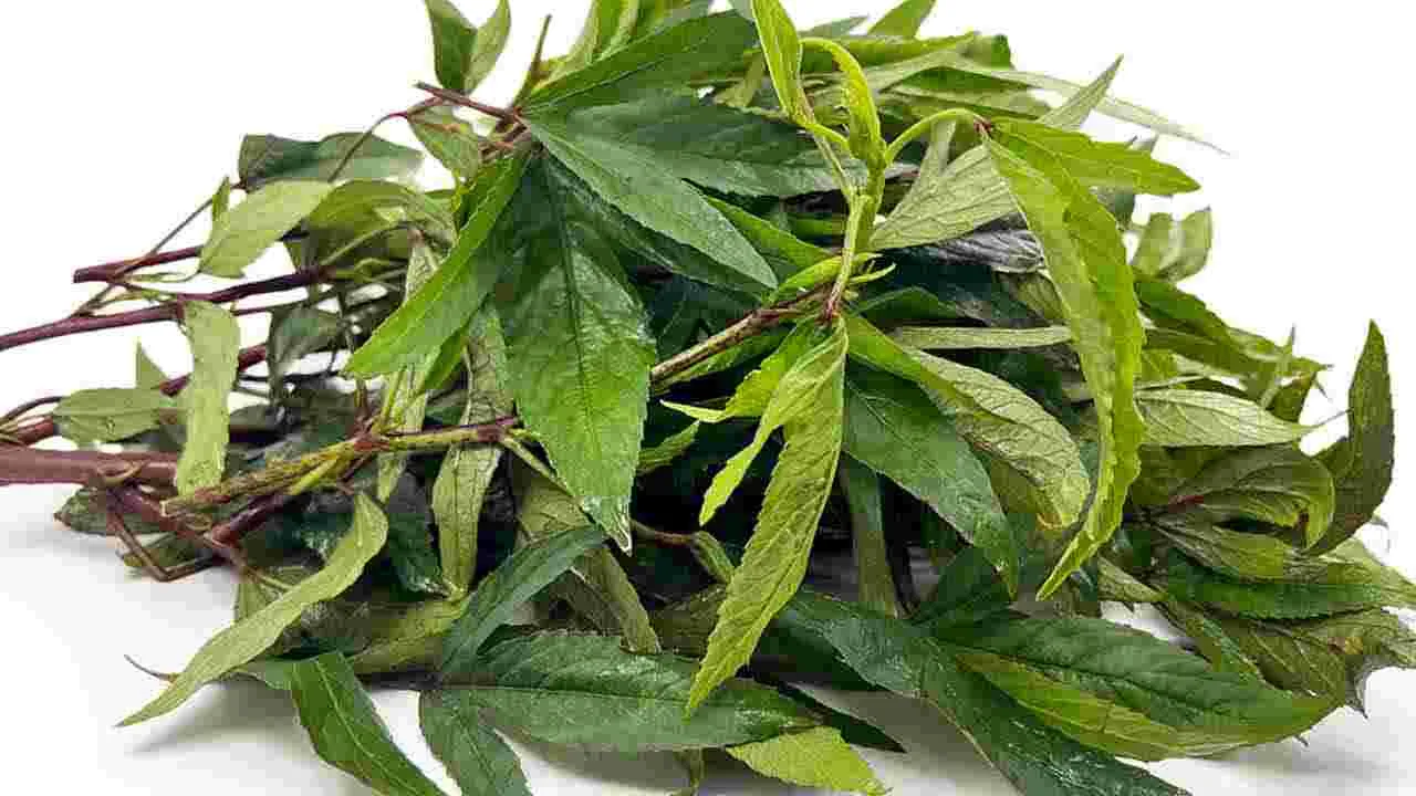 Gongura Benifits: షుగర్ ఉన్న వారు గోంగూర తింటే..