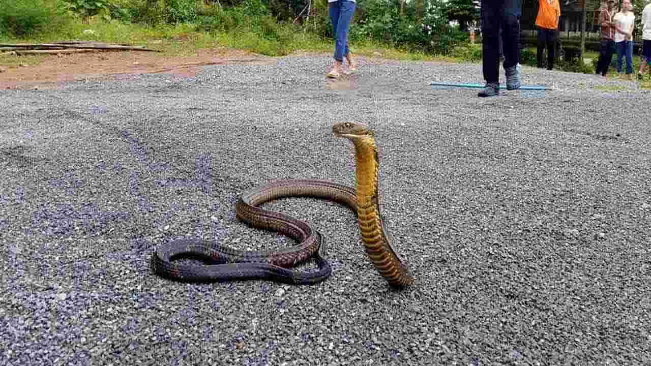 Viral Video: వామ్మో.. ఒళ్లు జలదరించే సీన్.. మూడు పాములను మింగిన కింగ్ కోబ్రా.. చివరకు.. 