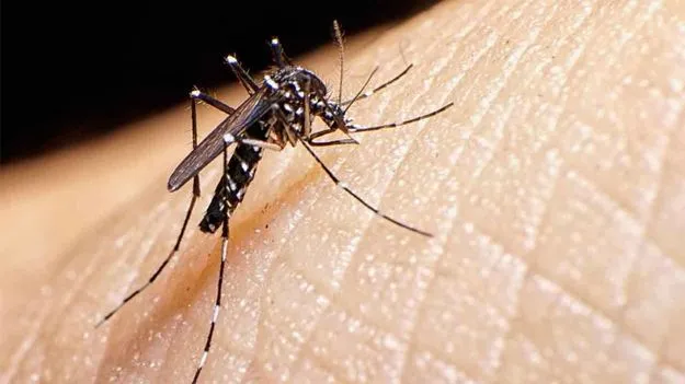 Mosquito Repellents: ఇంట్లో దోమల బెడద తట్టుకోలేకపోతున్నారా.. ఈ చిట్కాలతో దరిదాపుల్లోకి రావు.
