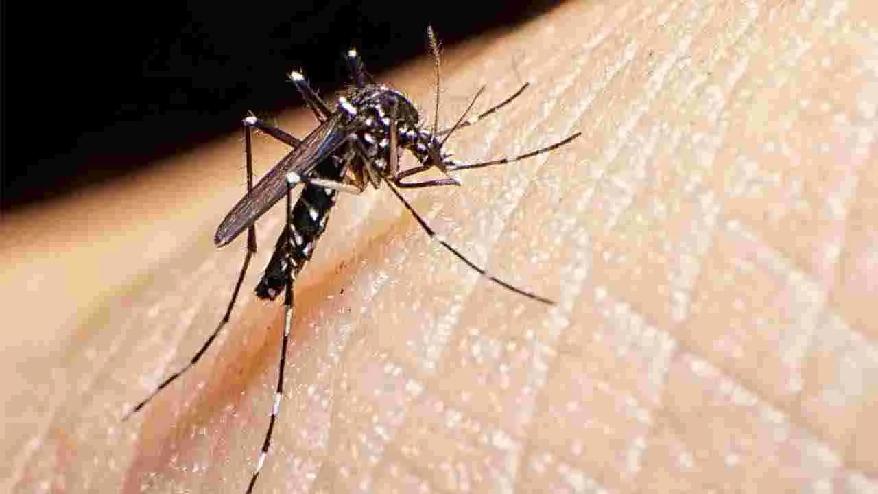 Mosquito's: ఈ 3 రకాల దోమల వల్ల ప్రమాదకర వ్యాధులు వస్తున్నాయి..  అవేంటంటే..!