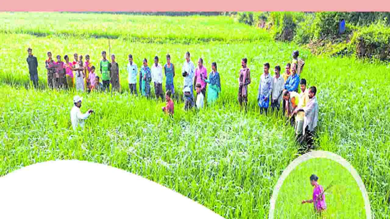 ఆదివాసీ బియ్యం... ఆరోగ్యానికి అభయం!