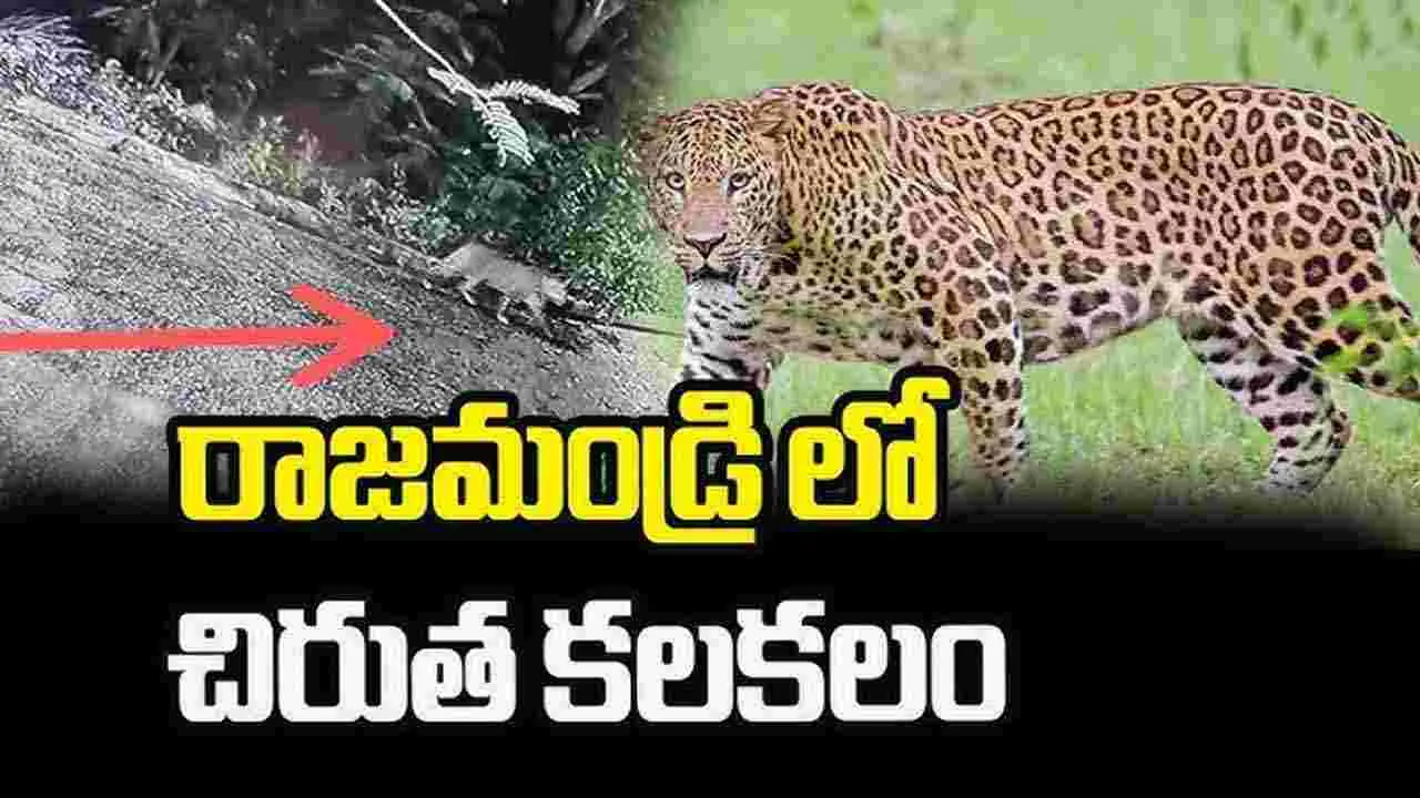 AP News: రాజమండ్రిలో చిరుత పులి కలకలం.. భయాందోళనలో ప్రజలు