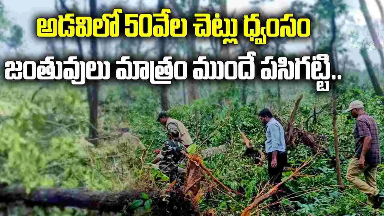 Medaram Forest: మేడారం అడవుల్లో అద్భుతం.. ఆ విధ్వంసాన్ని ముందే పసిగట్టాయా.. 