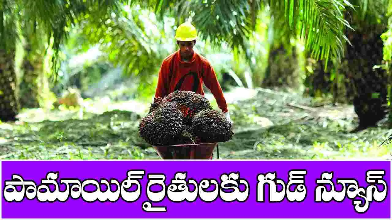 Palm Oil: పామాయిల్‌ రైతులకు ఊరట