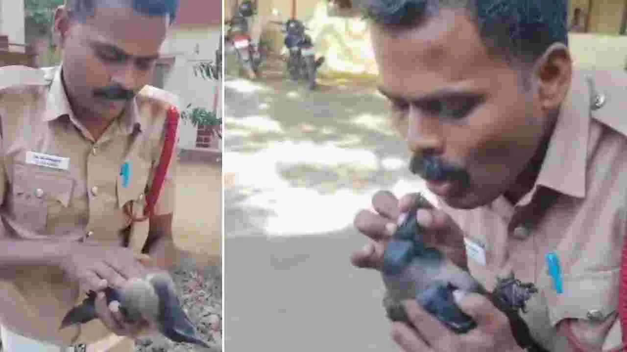 Viral Video: సొమ్మసిల్లి పడిన కాకి.. 